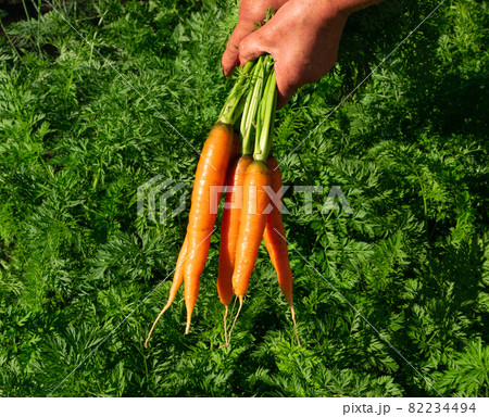 Eco carrot harvest in kitchen garden. Carrot in farmer hands Eco carrot harvest in kitchen garden. Carrot in farmer hands 82234494
