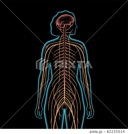 Central nervous system Central nervous system 82235014