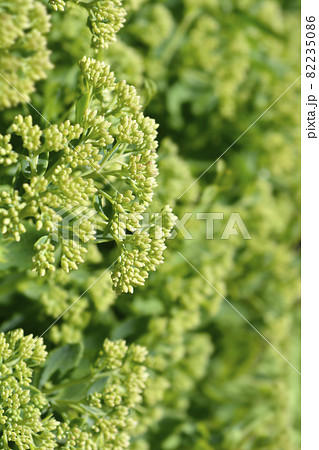 Orpine Orpine 82235086