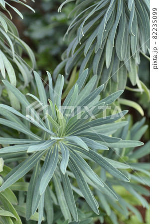 Wulfens spurge 82235099