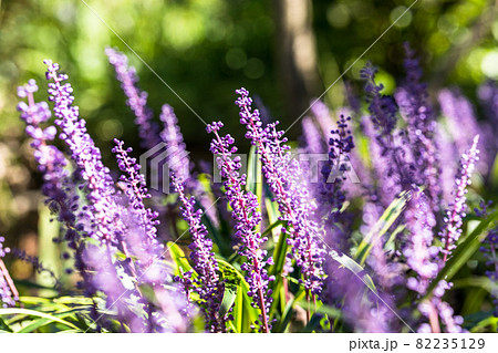 埼玉県花と緑の振興センター　ヤブラン 82235129