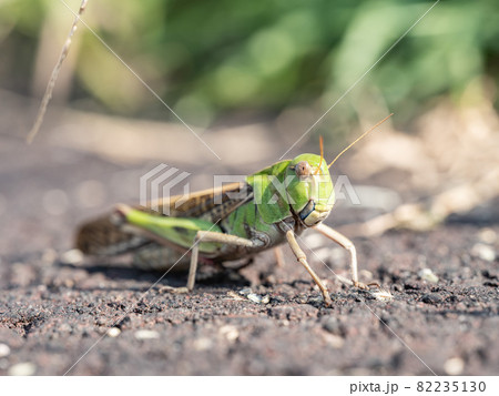 【昆虫】トノサマバッタ 82235130