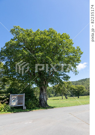カヤの平高原 長野県木島平村 カヤの平高原 長野県木島平村 82235174