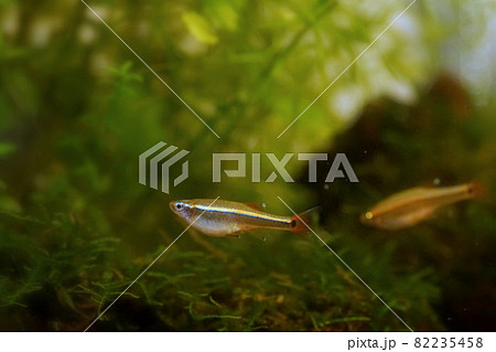 熱帯魚 アカヒレ 熱帯魚 アカヒレ 82235458