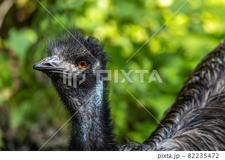 Emu, Dromaius novaehollandiae standing in grass in its habitat 82235472