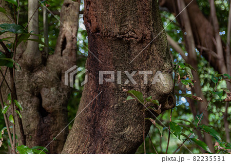 幹と小さな洞 82235531