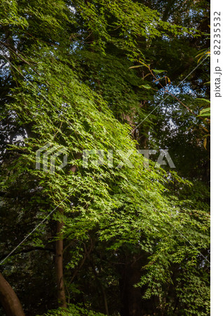 夏のモミジ 82235532