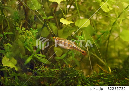 熱帯魚　アカヒレ 82235722