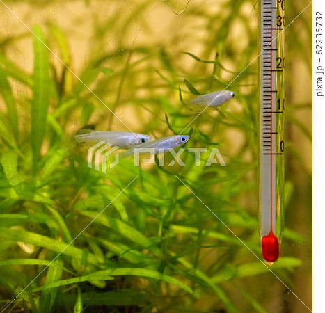 アオメダカ　稚魚 82235732