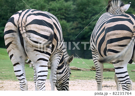 シマウマ 82235764
