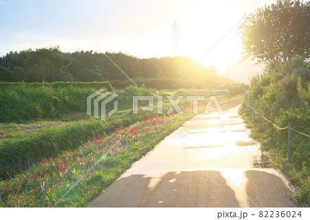 晴天に映える彼岸花 82236024