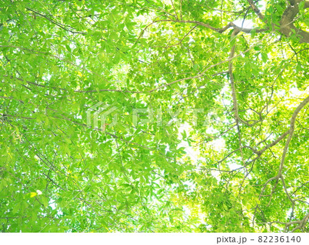 緑の葉と太陽の光 82236140