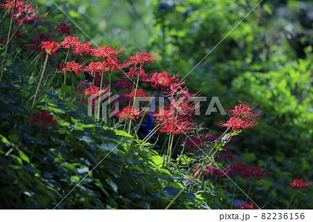 明日香村 満開の彼岸花の写真素材
