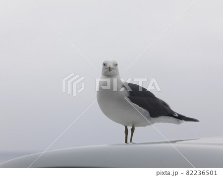 This is a picture of a seagull 82236501
