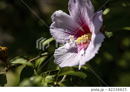 ムクゲ 花 菊 82236625