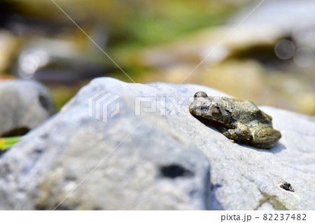岩の上で日向ぼっこしているカエル 岩の上で日向ぼっこしているカエル 82237482