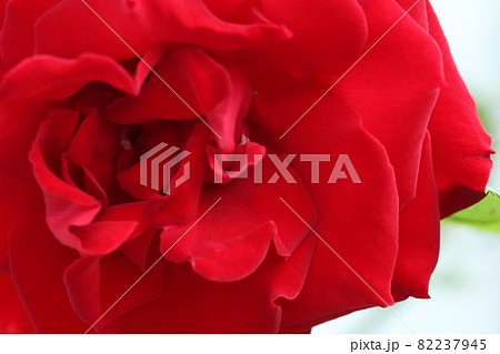 薔薇のアップ写真 薔薇のアップ写真 82237945