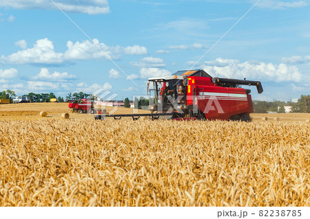 Combine harvester harvesting wheat 82238785