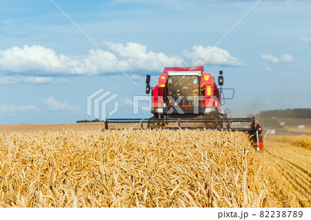 close-up ears of wheat at field and harvesting machine on background 82238789