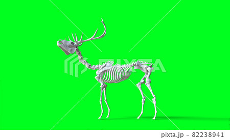 Skeleton deer on green screen. Isolate. 3d rendering. 82238941