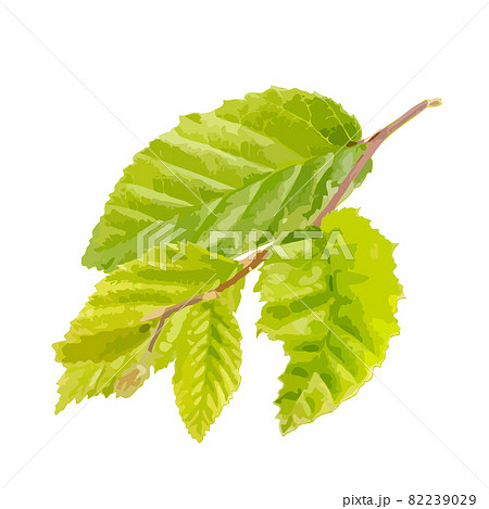 Young Branch Isolated, Spring Tree Twig on White Background Young Branch Isolated, Spring Tree Twig on White Background 82239029