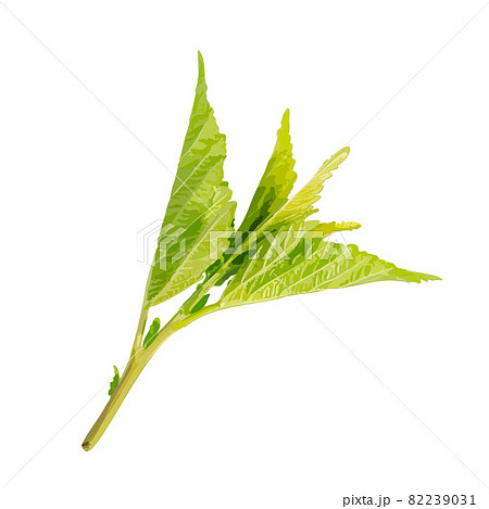 Young Branch Isolated, Spring Tree Twig on White Background 82239031