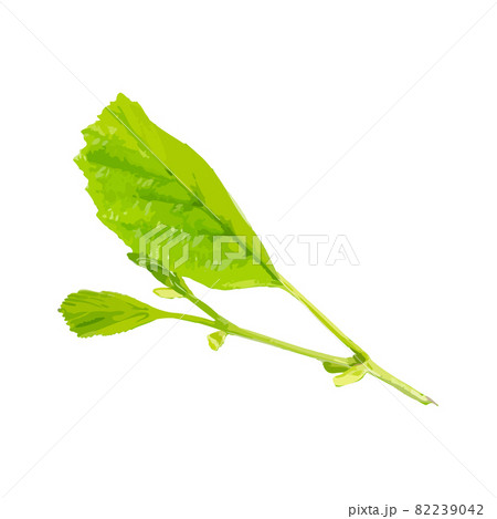 Young Branch Isolated, Spring Tree Twig on White Background Young Branch Isolated, Spring Tree Twig on White Background 82239042