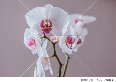 White orchids flowers on grey background, close up. A bloom phalaenopsis plant. A place for your design or text. High-quality photo 82239803