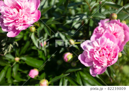 Selective focus: pink fresh peonies in the summer garden at the sunny day. Bright congratulations on the holiday. Natural floral background. Peonies growing on bush shot at close range. Background Selective focus: pink fresh peonies in the summer garden at the sunny day. Bright congratulations on the holiday. Natural floral background. Peonies growing on bush shot at close range. Background 82239809
