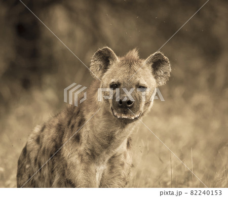 Hyena South Africa Hyena South Africa 82240153