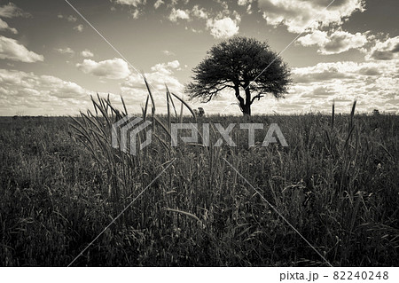 Pampas Landscape Pampas Landscape 82240248