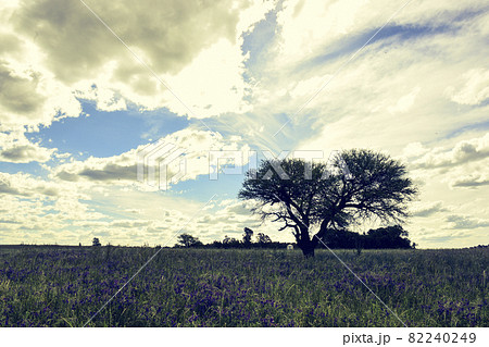 Pampas Landscape 82240249