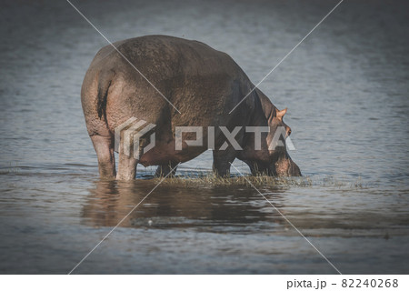 HIPPOPOTAMUS AMPHIBIUS, South Africa 82240268