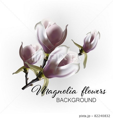 Branch of blooming magnolia flowers vector on an abstract background Branch of blooming magnolia flowers vector on an abstract background 82240832