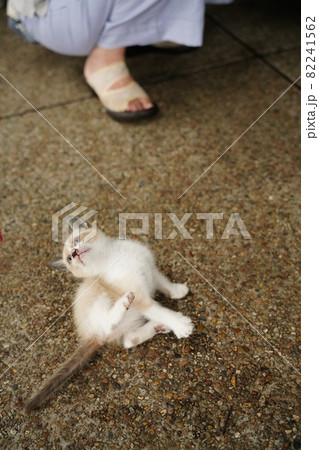 綺麗な青い目の野良猫の子猫が母親と遊ぶ 綺麗な青い目の野良猫の子猫が母親と遊ぶ 82241562