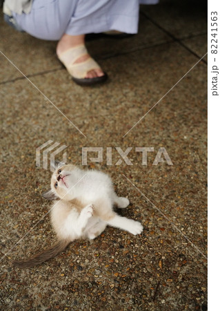 綺麗な青い目の野良猫の子猫が母親と遊ぶ 綺麗な青い目の野良猫の子猫が母親と遊ぶ 82241563