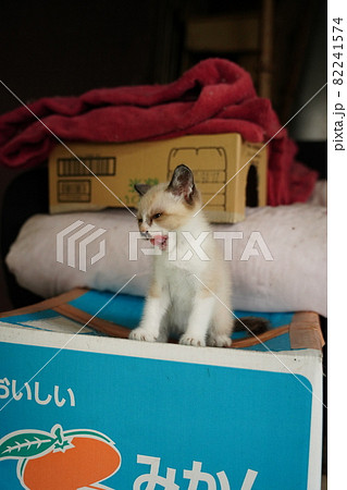 綺麗な青い目の野良猫の子猫が母親と遊ぶ 綺麗な青い目の野良猫の子猫が母親と遊ぶ 82241574