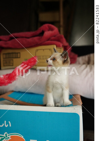 綺麗な青い目の野良猫の子猫が母親と遊ぶ 82241583