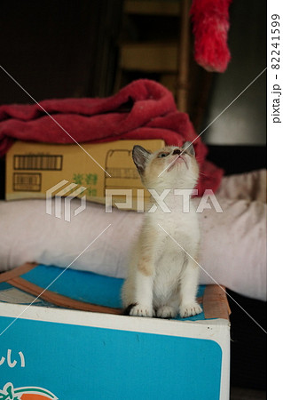綺麗な青い目の野良猫の子猫が母親と遊ぶ 綺麗な青い目の野良猫の子猫が母親と遊ぶ 82241599