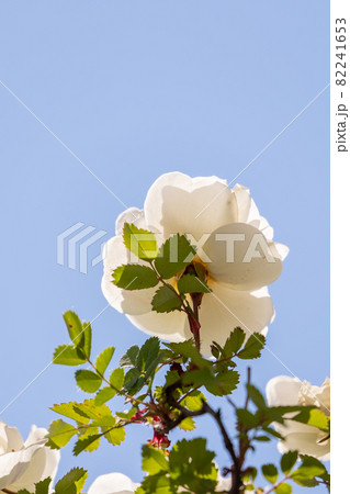 Beautiful fragrant white rose blossoms against. 82241653 PIXTA