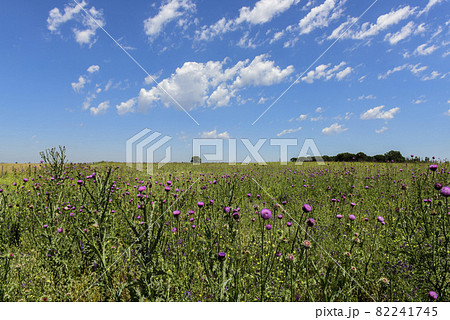 Flowery summer landscape 82241745