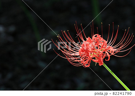 ヒガンバナ　曼珠沙華 82241790