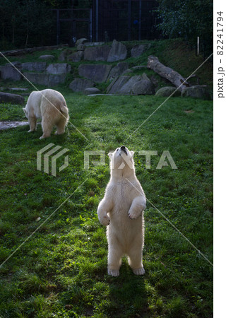 Portrait of mother and baby polar bear at the zoologic park Portrait of mother and baby polar bear at the zoologic park 82241794