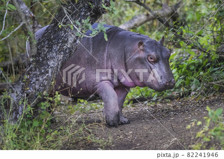 African Hippopotamus, South Africa, in forest environment African Hippopotamus, South Africa, in forest environment 82241946