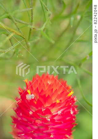 太陽な真赤な千日草に小さく咲く小さな虫 82242048