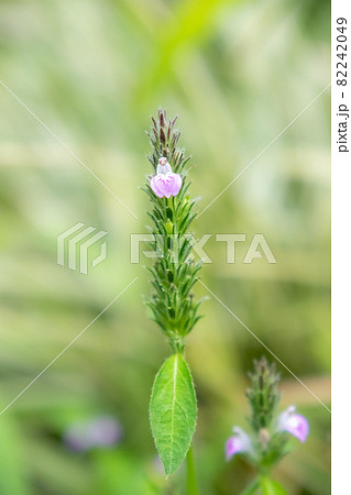 白い子狐の様な花を付ける狐の孫の写真素材 2449