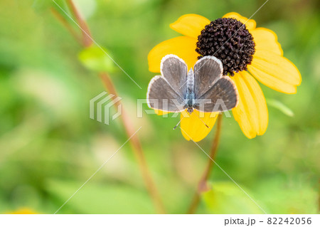 ミツバ大反魂草に留まるヤマトシジミ蝶 82242056