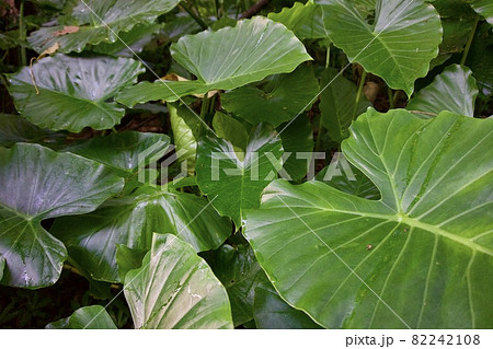 沖縄県宮古島　クワズイモの色々な葉② 82242108