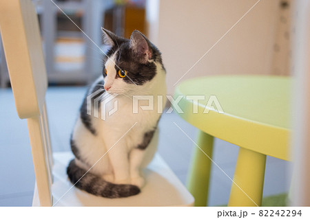 Adorable tabby cat sitting on kitchen floor staring at camera. Adorable tabby cat sitting on kitchen floor staring at camera. 82242294