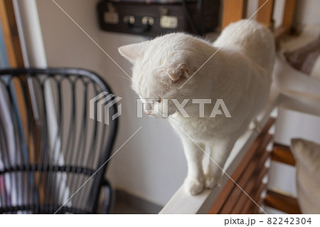 Cute cat sitting on white chair in the room, close up. Cute cat sitting on white chair in the room, close up. 82242304